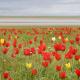 Мини-гид по Калмыкии: Тюльпановые поля, буддизм и Время цветения тюльпанов в калмыкии