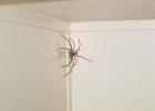 Можно ли убивать пауков в доме и квартире: все аспекты