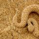Где и как живут змеи в природных условиях и неволе